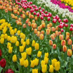 2396414_stock-photo-holland-tulips-field