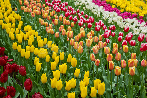 2396414_stock-photo-holland-tulips-field